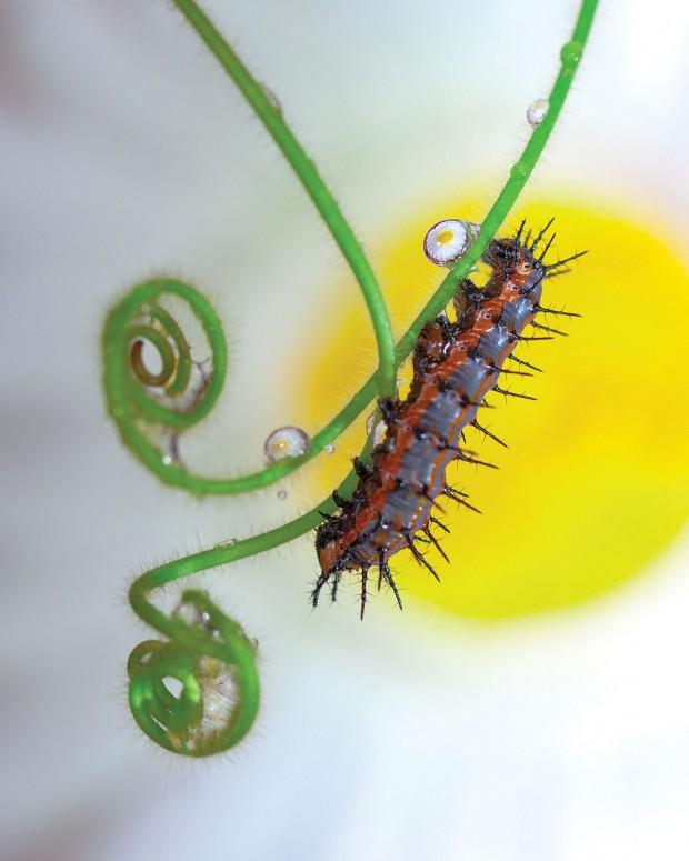 Thirsty Little Caterpillar