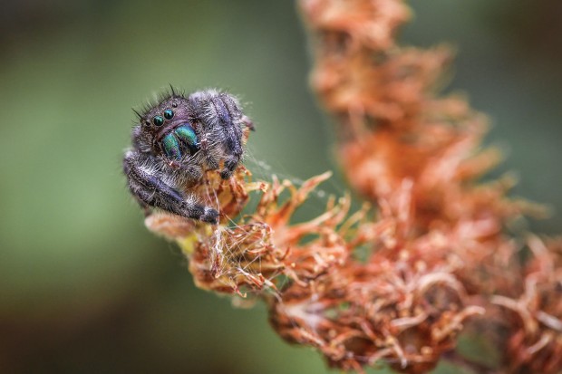 Magnificent Phidippus Jumping Spider