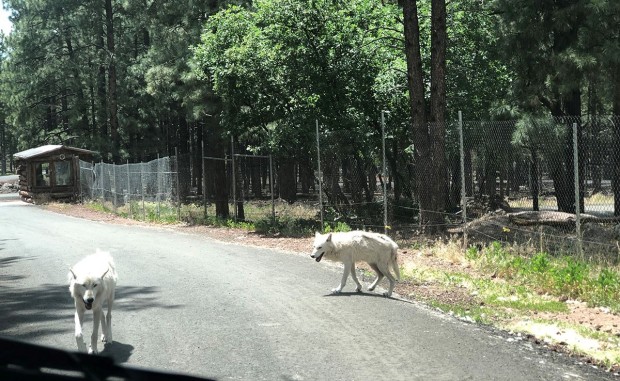 Bearizonia Wildlife Park