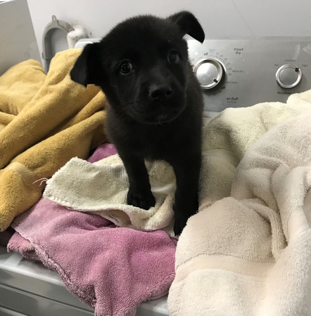 Puppy on towel