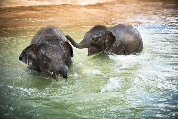 Houston Zoo