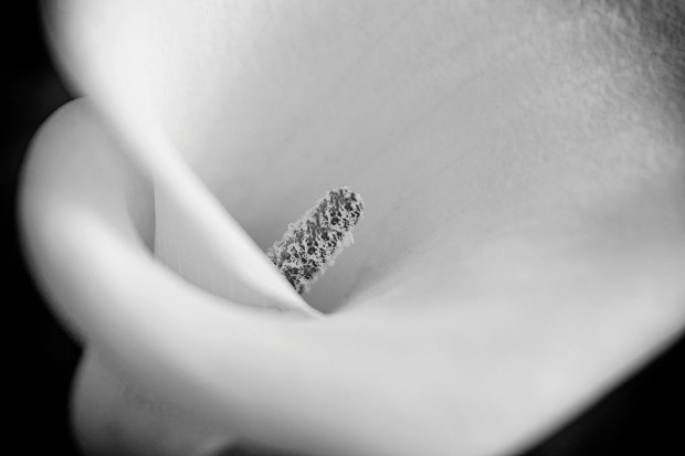 Calla Lily