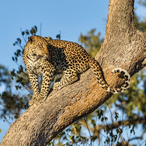 Leopard Spotting Antelope