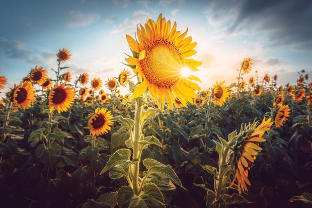 Texas Sunflowers