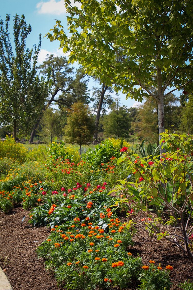 Rainbow garden