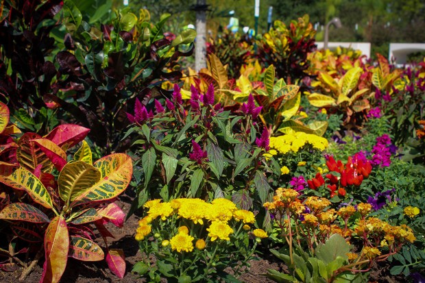 Plants in Global Collection Garden