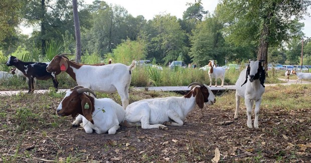 Goats Grazing