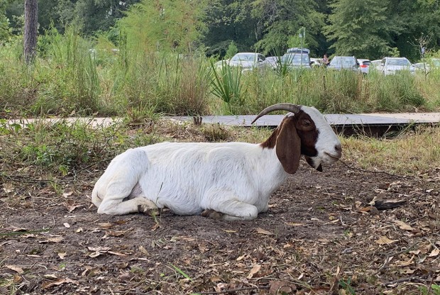 Goats Grazing