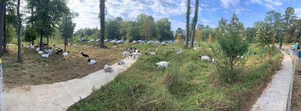 Goats Grazing