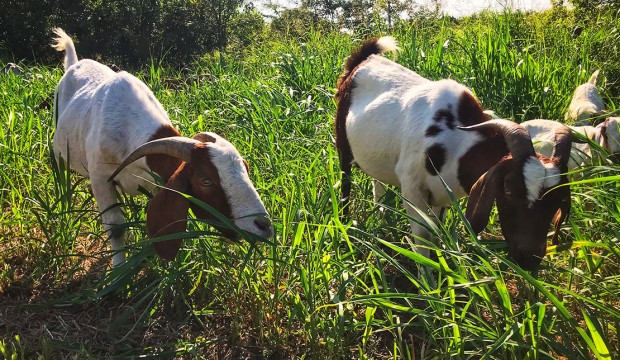 Goats Grazing