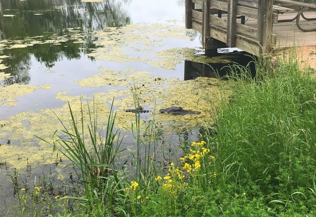 Brazos Bend State Park