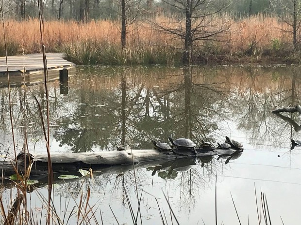 Houston Arboretum’s Meadow Pond