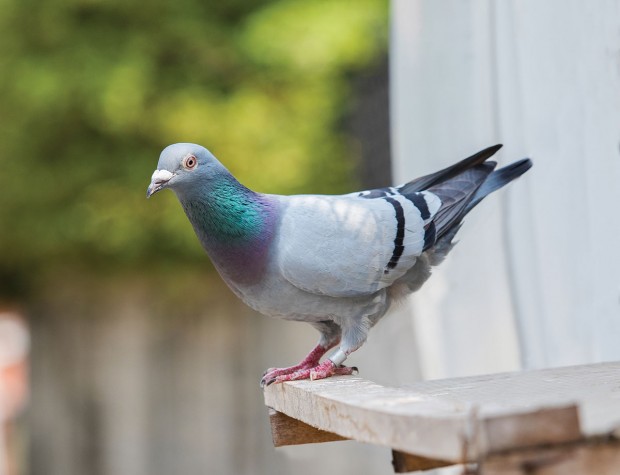 MAD SKILLS This “racing homer” pigeon