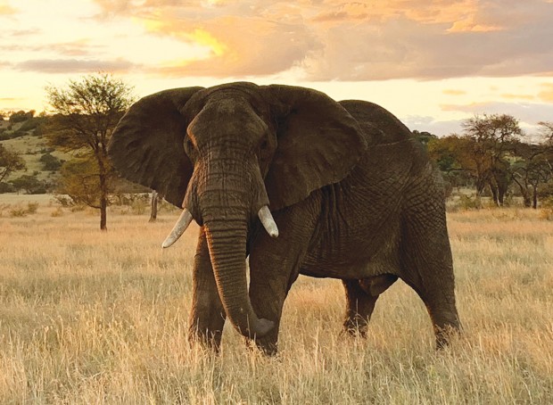 elephant elephant