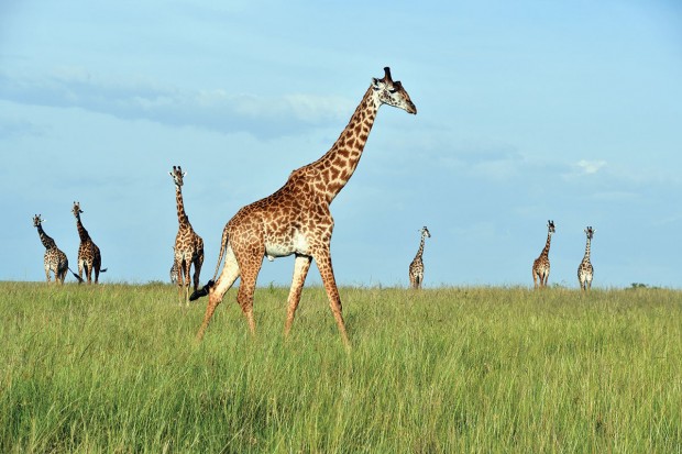 giraffes