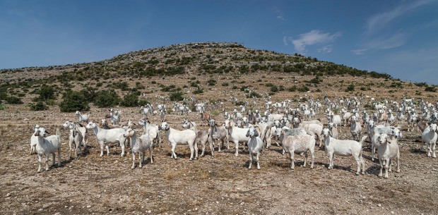 Goats in a Field