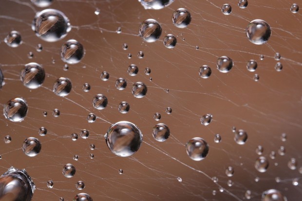 A Leaf Through the Dew on a Spider's Web