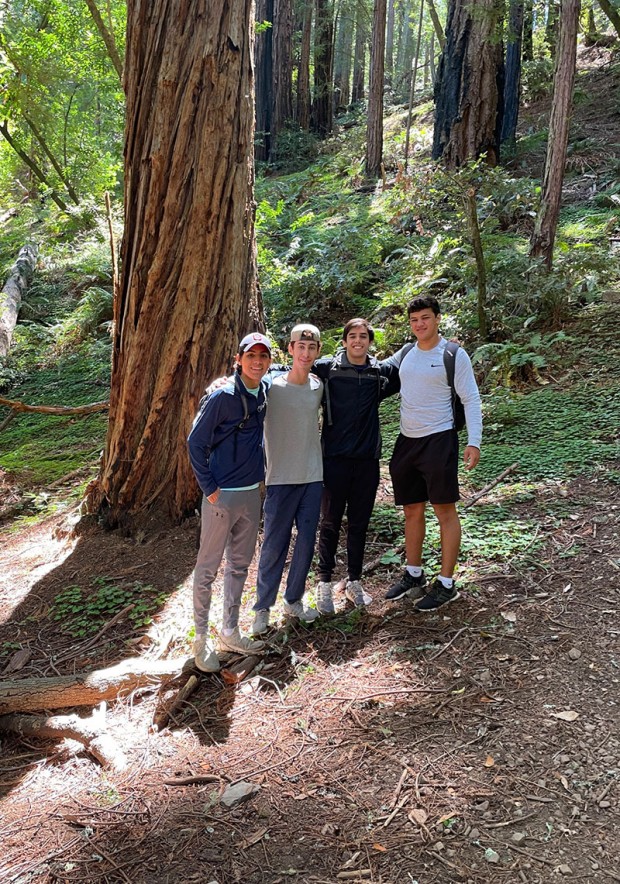 Muir woods