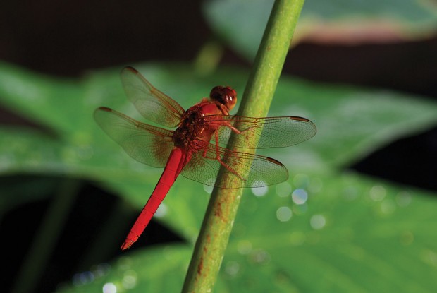 neon skimmer dragonfly
