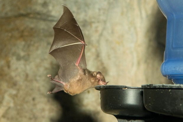 Pallas long-tongued bat Pallas long-tongued bat