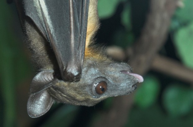 Straw-colored fruit bat