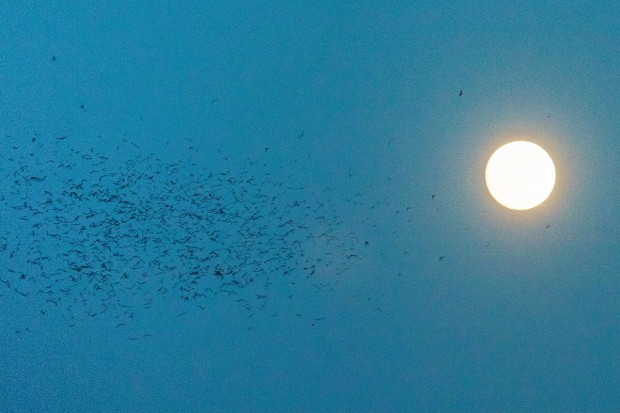 Bats and moon