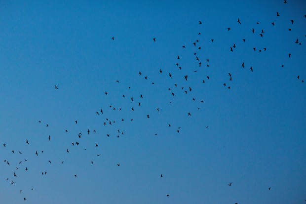 Mexican free-tailed bats