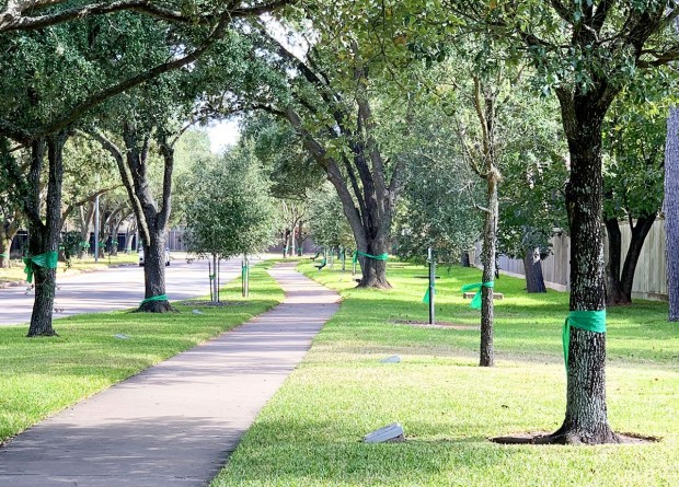 Green ribbons on trees