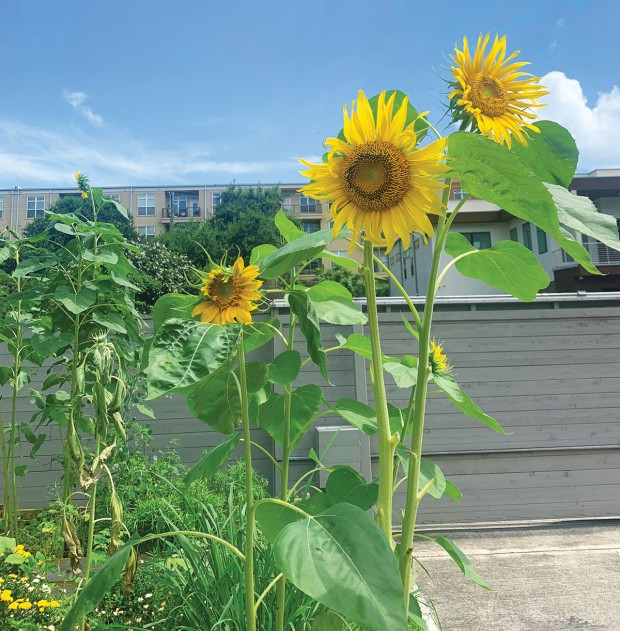 sunflowers