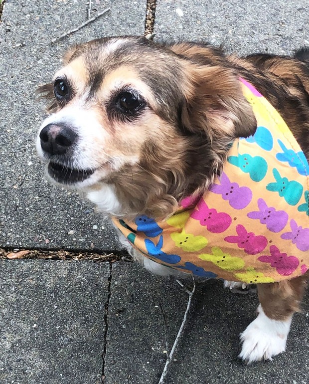 Dog wearing Peeps scarf