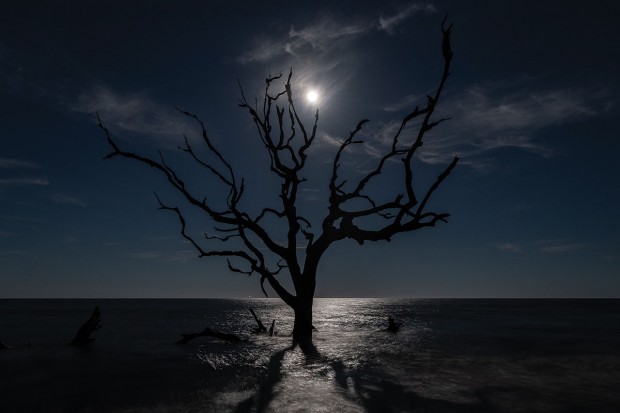 Moon Rising over Driftwood Beach