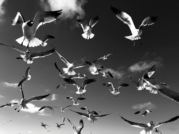Seagulls over the Bolivar Ferry