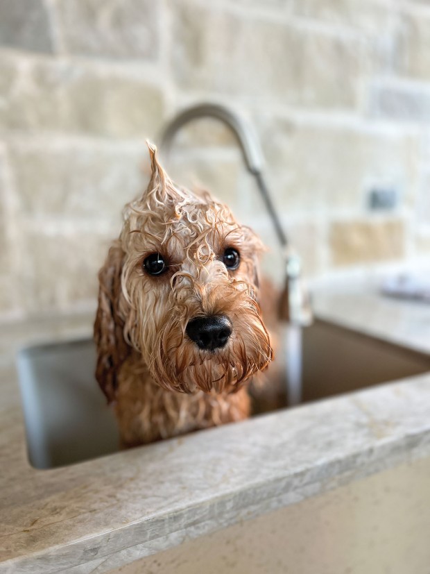 Bath Time, Third Place/Animals