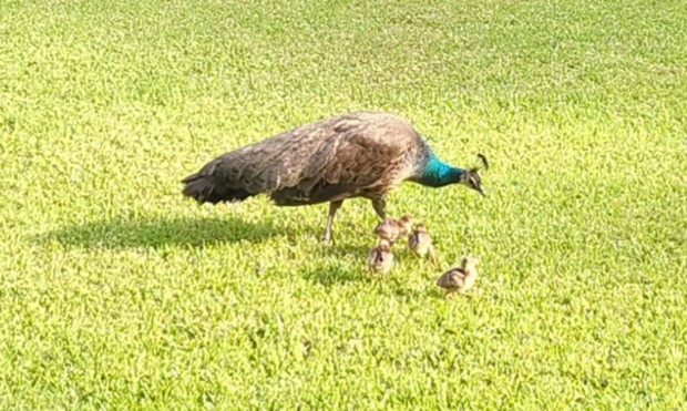 Peacock mom