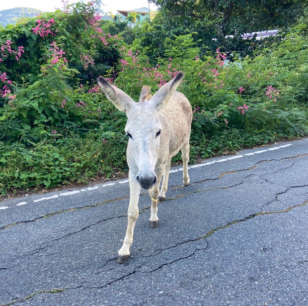 donkeys donkeys