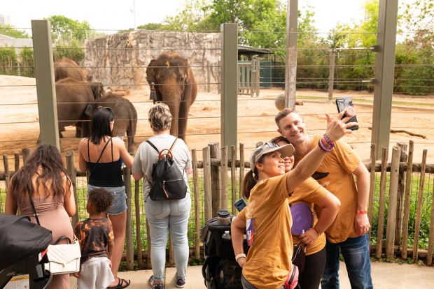 elephants at zoo