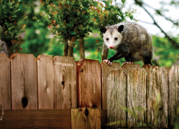 Opossums