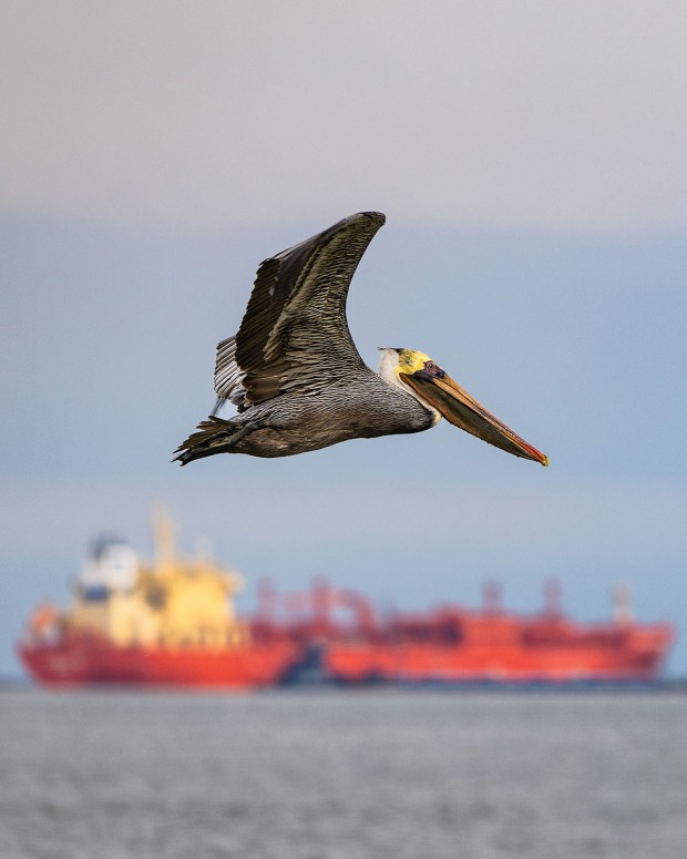 Fourth Place, Pelican Flying Against a Cargo Ship