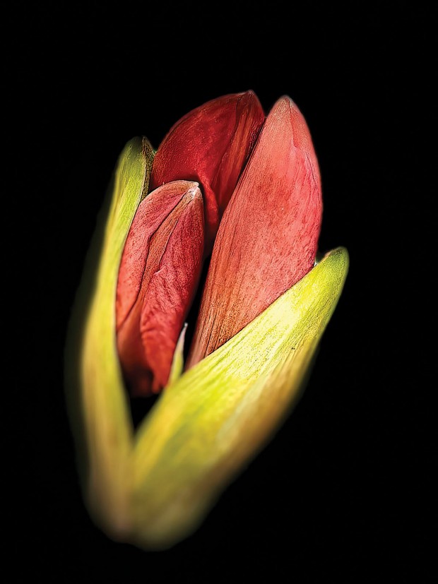 Second Place, Amaryllis Bud on Black