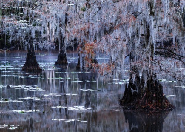 Second Place, Caddo Lake in Fall Color