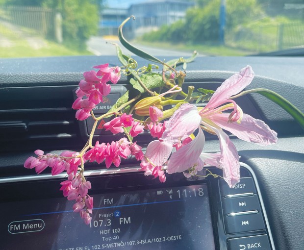 daily dashboard flower