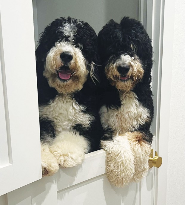 Tripp and Tully