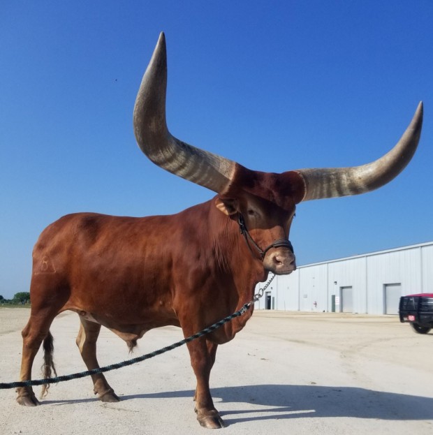 Oliver the Watusi