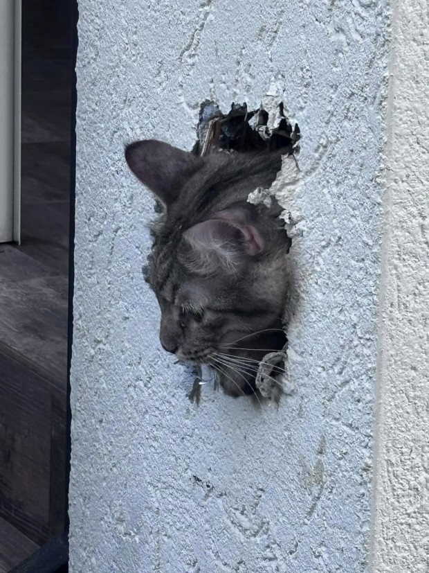 Rogi the cat in wall