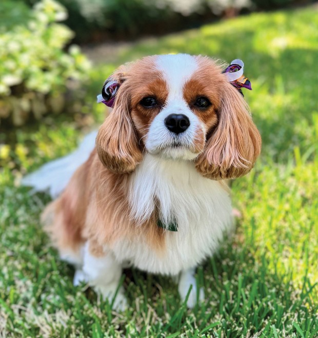 Phoebe
