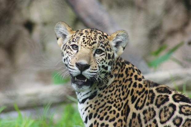 Rojo the jaguar