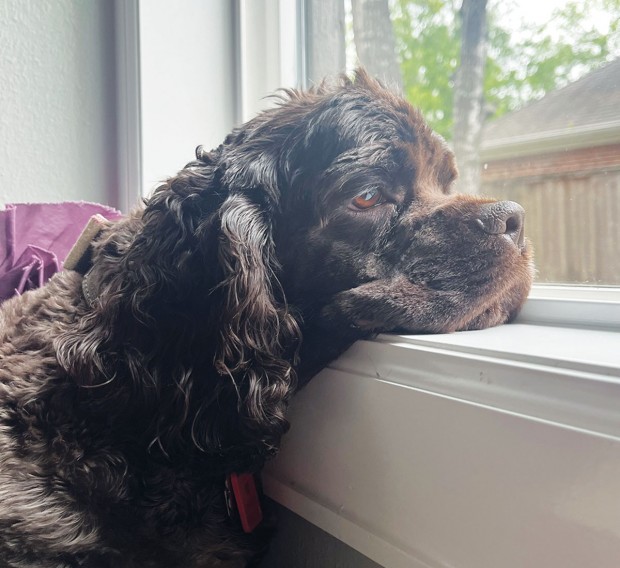 Winston