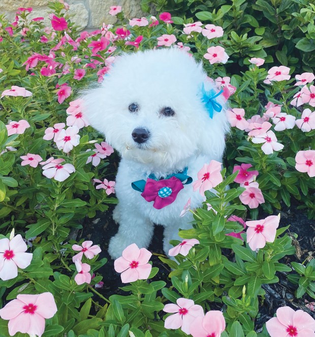 Lily