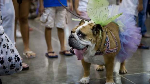 Show Dogs Rival to Rule NRG Park 