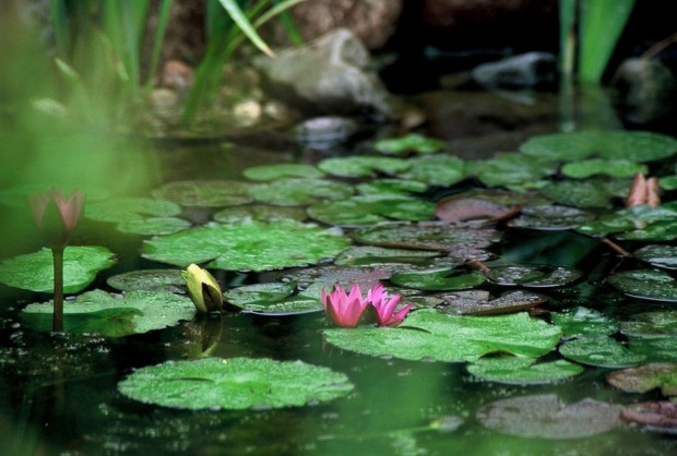 Annual Pond Tour